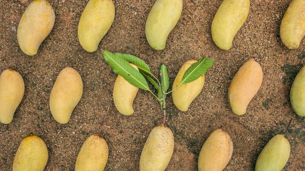 Fresh Mangoes